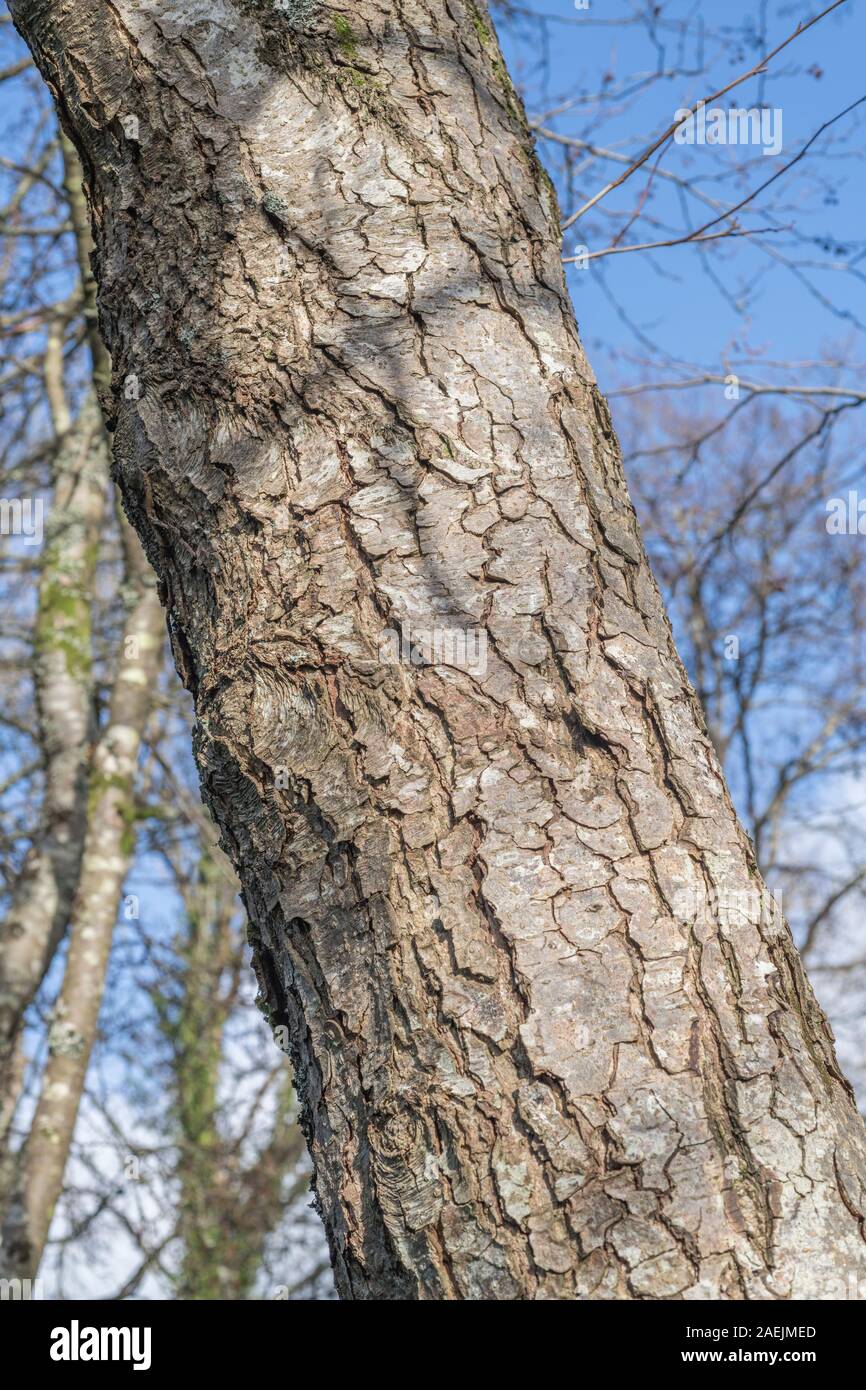 Common alder tree bark hires stock photography and images Alamy