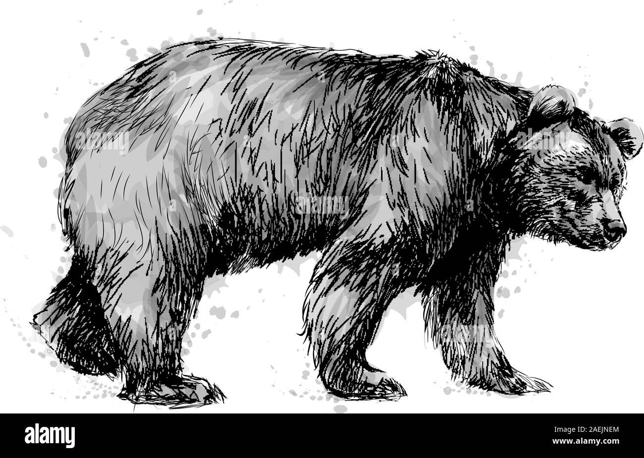 Portrait of a brown bear on white background, hand drawn sketch. Vector ...