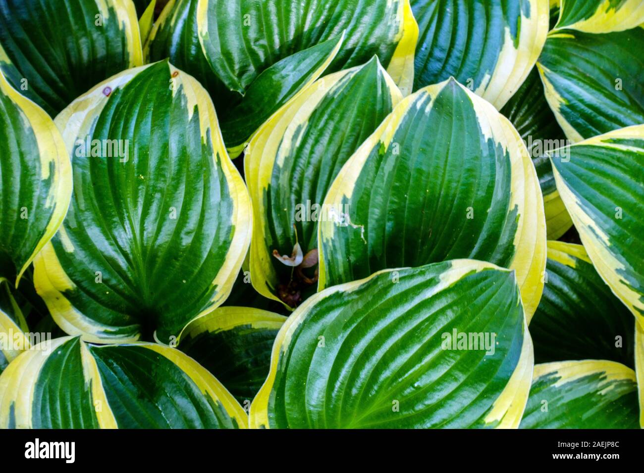 Hosta Queen Josephine Stock Photo - Alamy