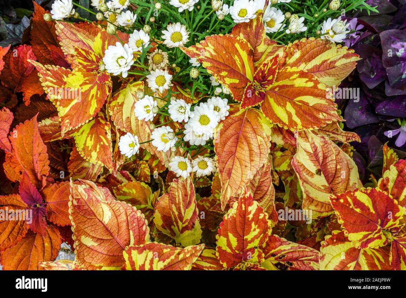 Orange Coleus scutellarioides 'Freckles' plant, decorative annealed leaves Stock Photo