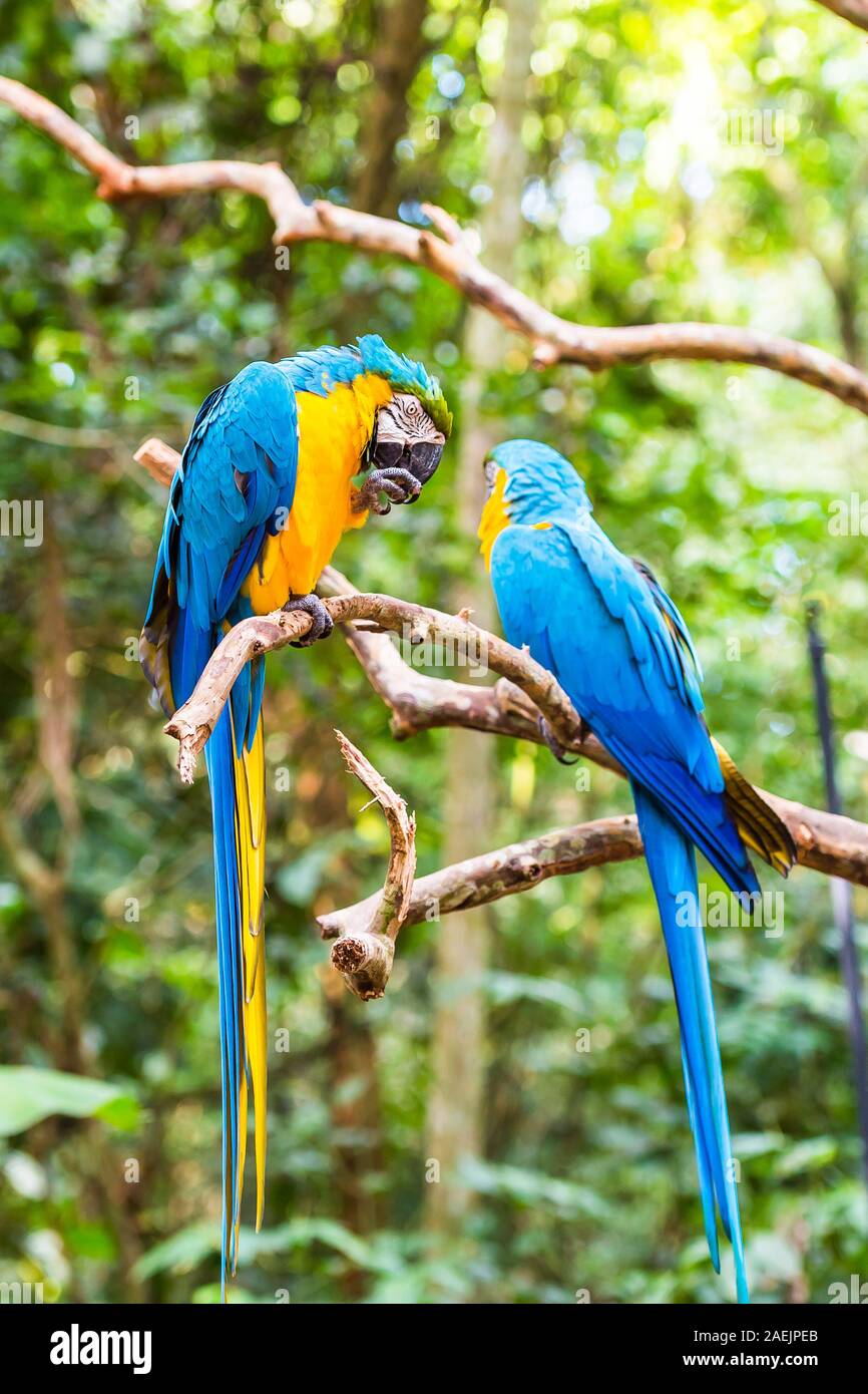 Blue yellow parrot-ara, Brasil Foz do Iguazu. With selective focus.  Vertical Stock Photo - Alamy