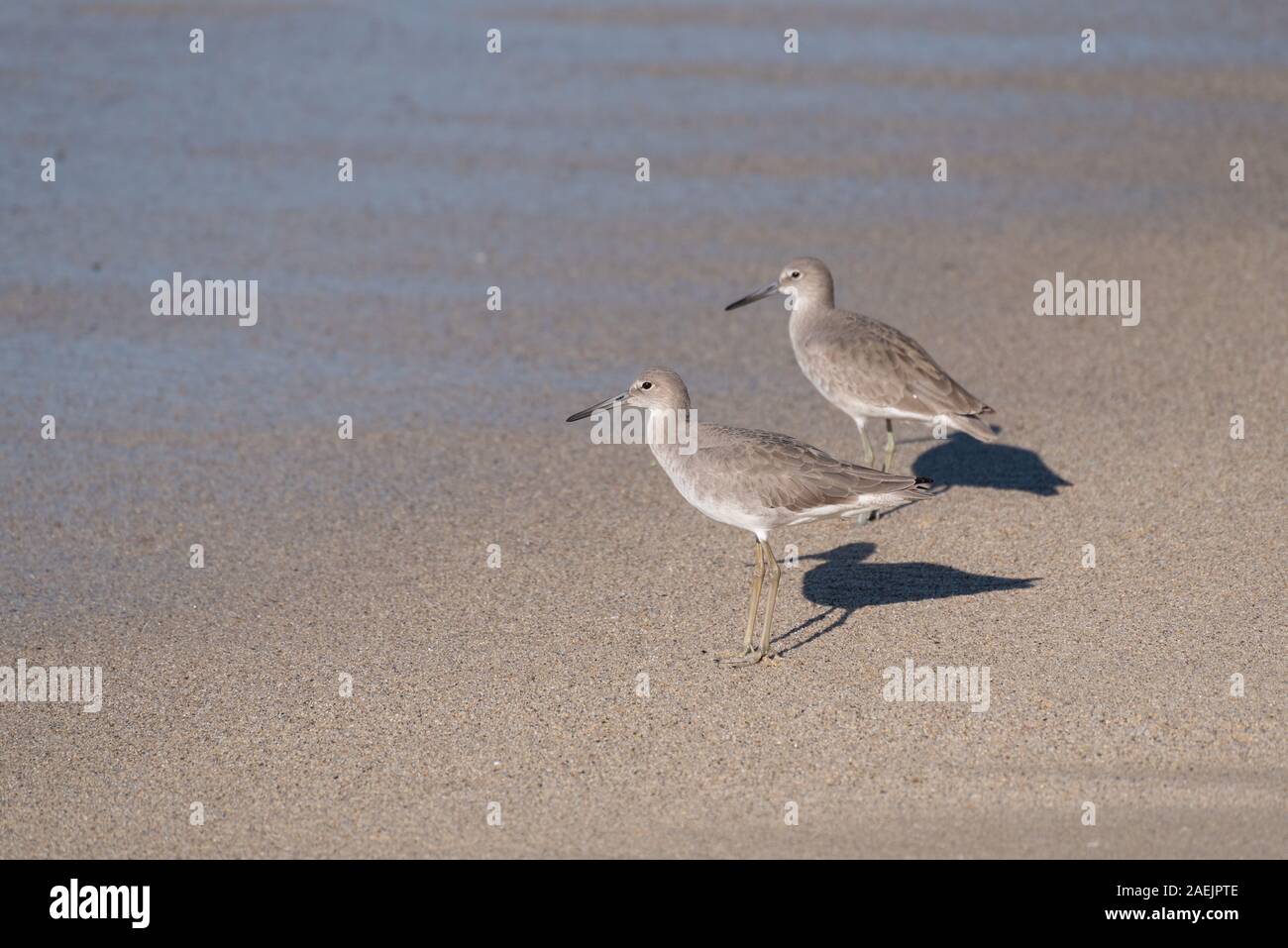 Two Common Sandpipers wading in the sea on a beach in Mexico. Stock Photo