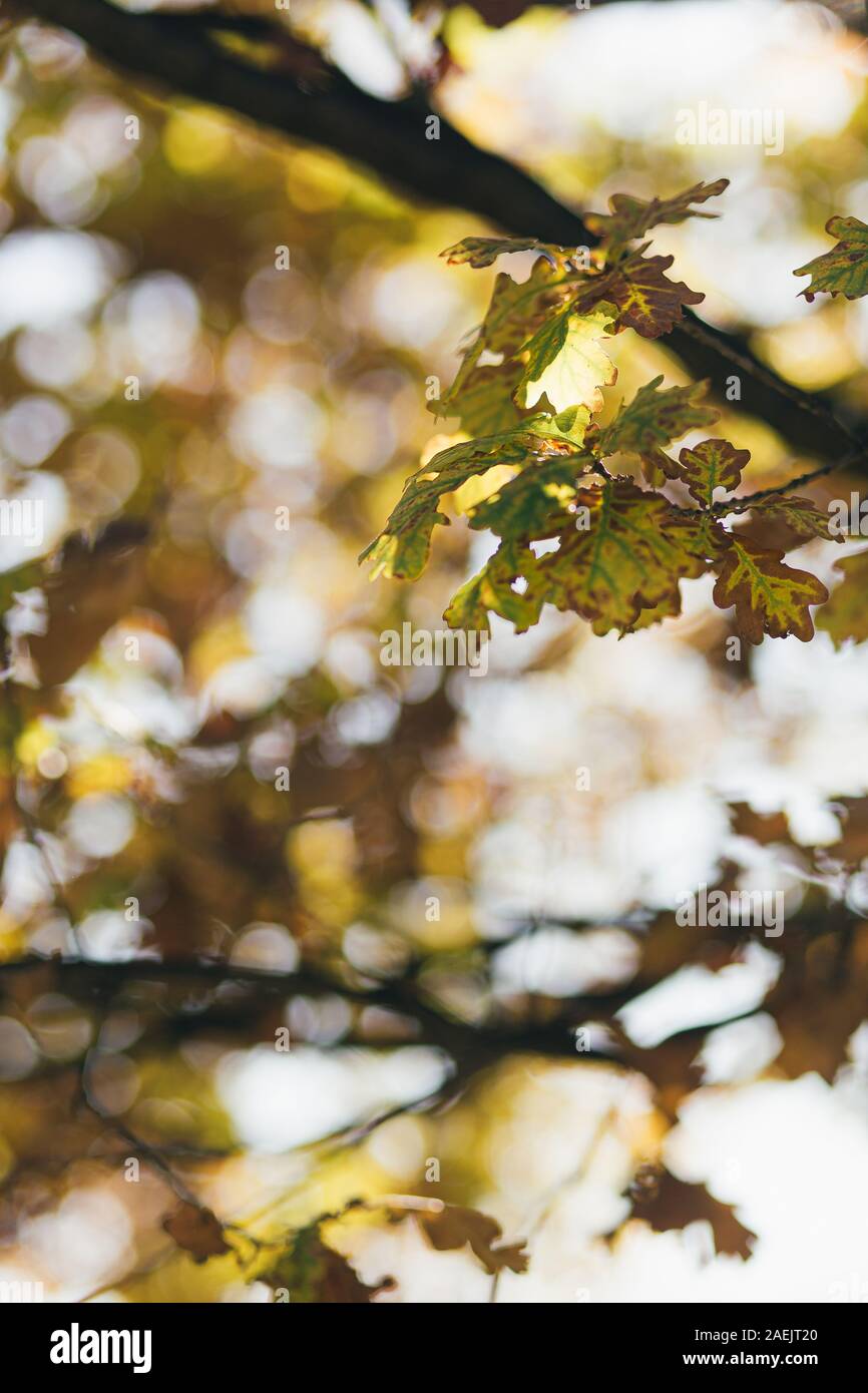 Yellow autumn leaves on a tree branch close up still with blurry ...