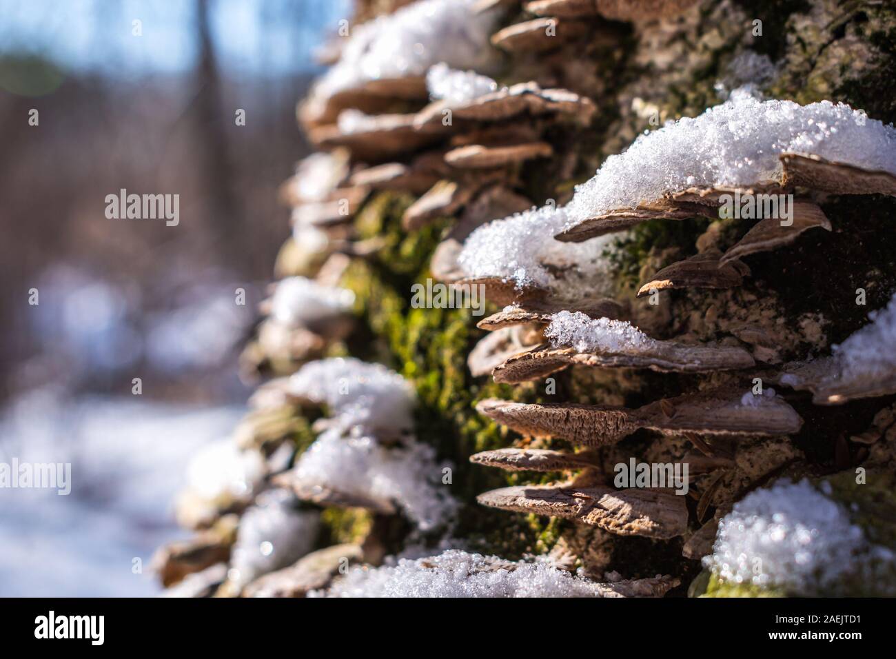 Snow white mushrooms hi-res stock photography and images - Alamy