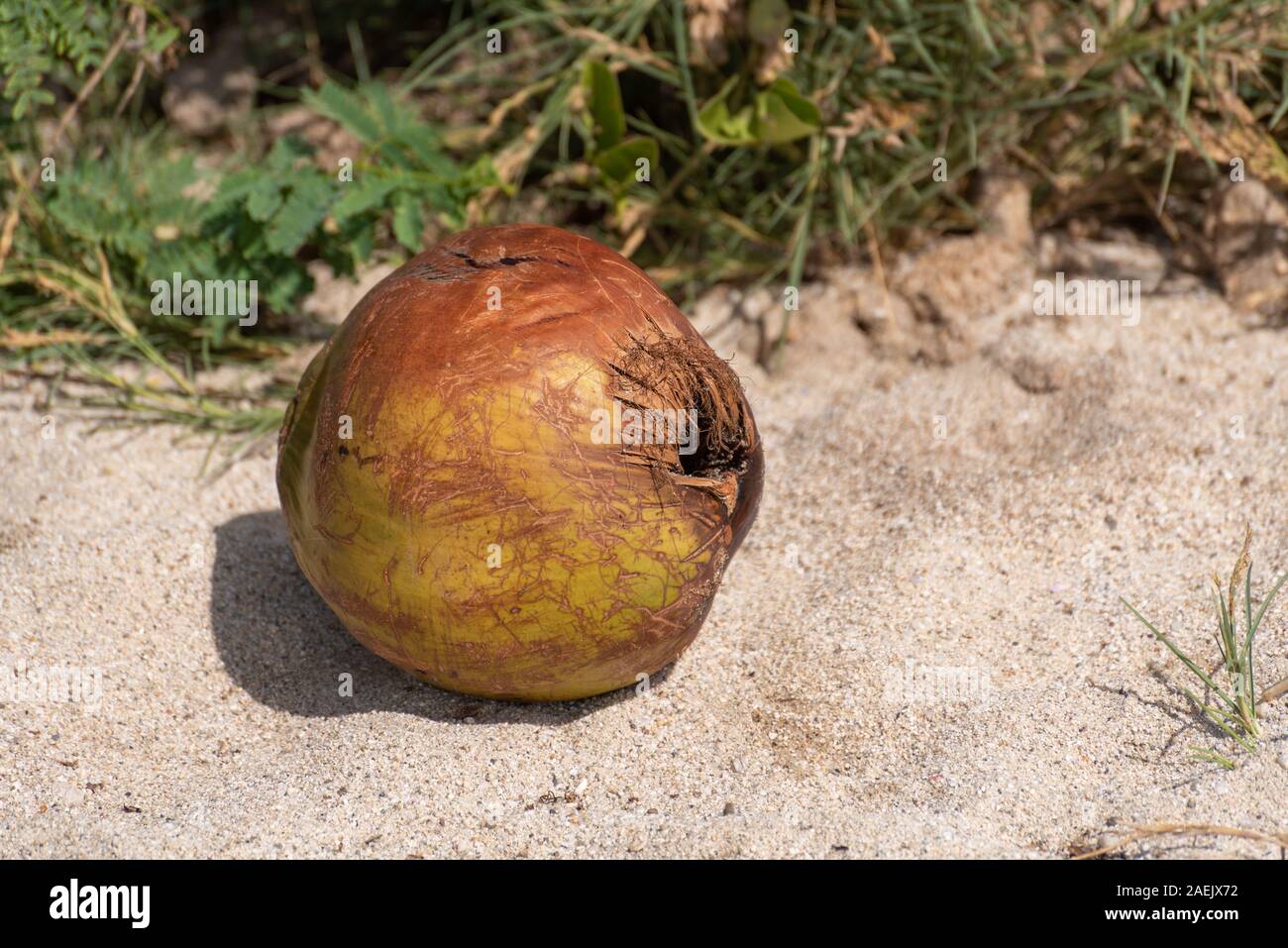 A used and discarded single coconut shell lying on the beach. Stock Photo