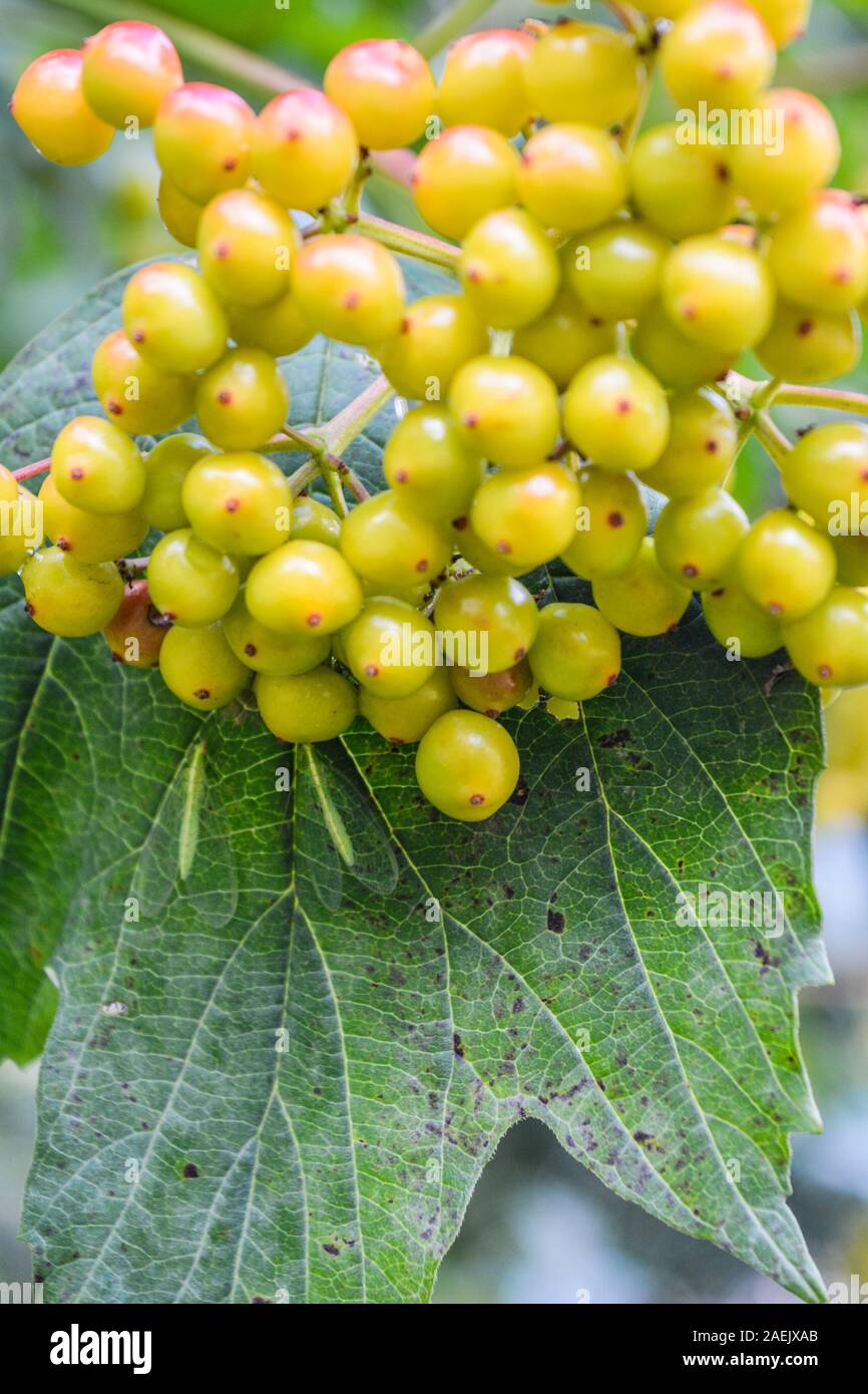 Close up of bunch of wild yellow berries with green leaves. Colorful autumn wild bush with red berries in the park with shallow depth of field Stock Photo