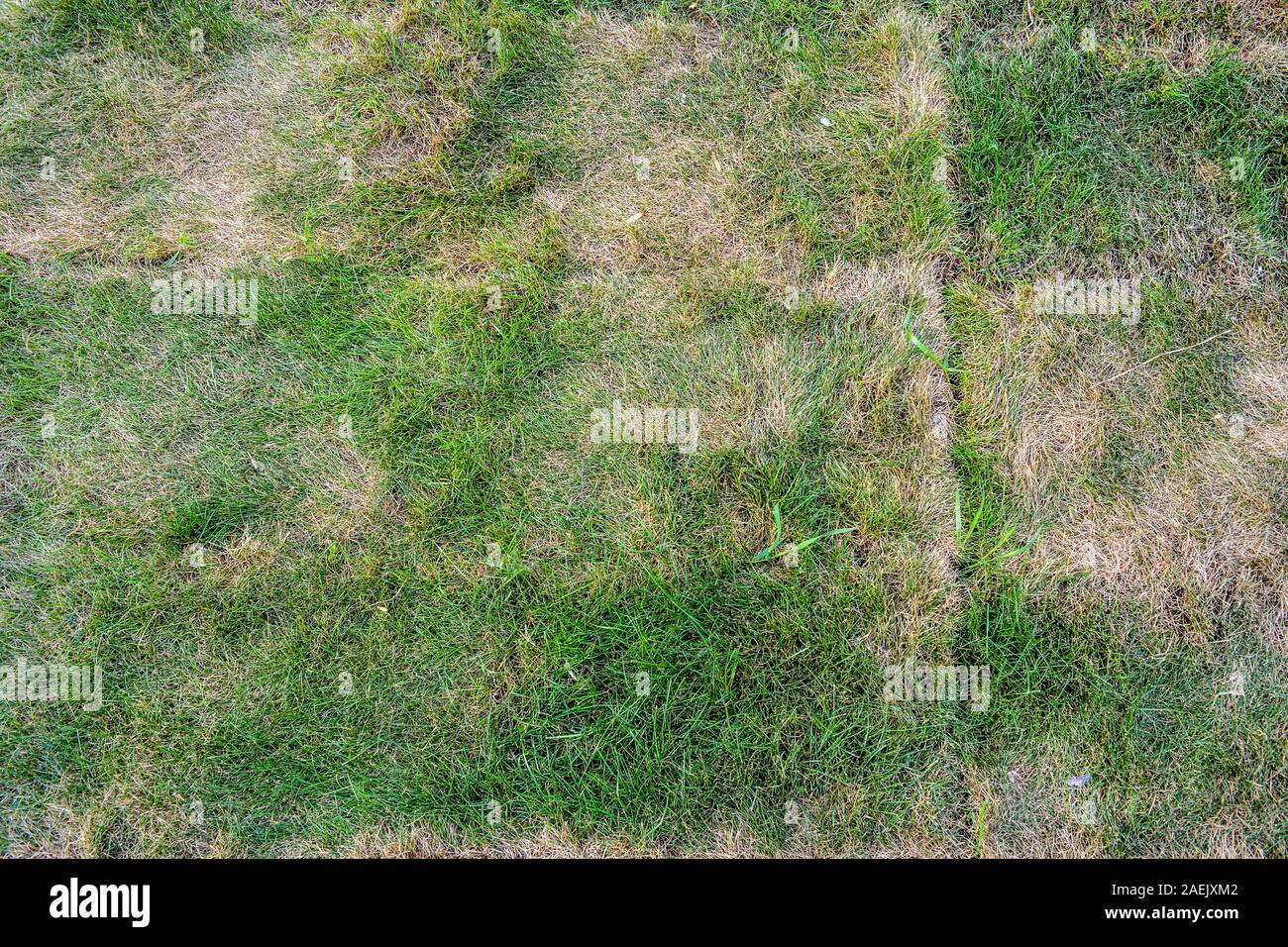 Lawn briquettes with dying grass. Texture of dying lawn with healthy