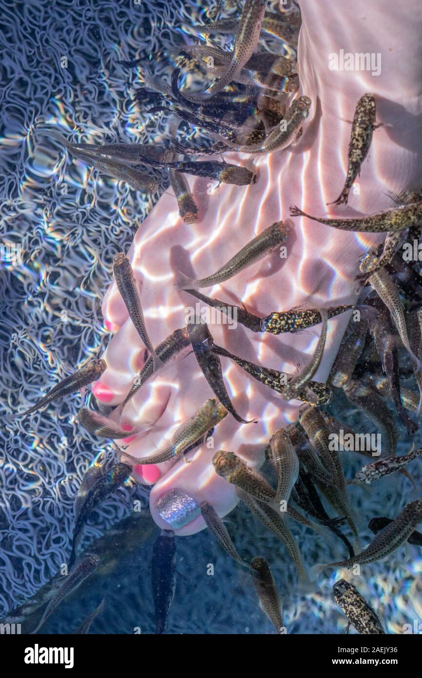Female caucasian leg and feet in the water in thermal Lake Vouliagmeni in  Athens, Greece with rufa garra fish making pedicure Stock Photo - Alamy