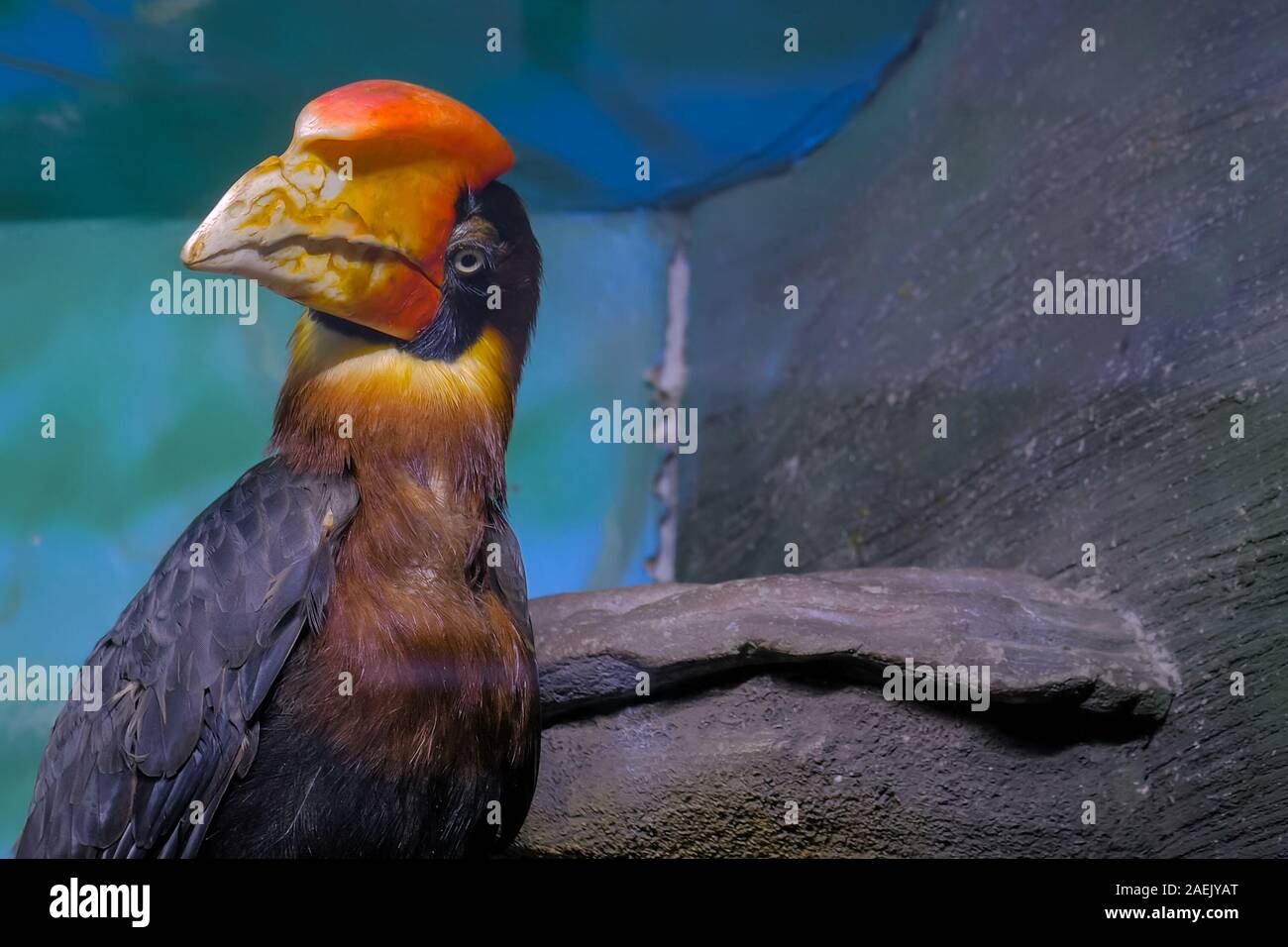 Portrait of philippine hornbill Stock Photo