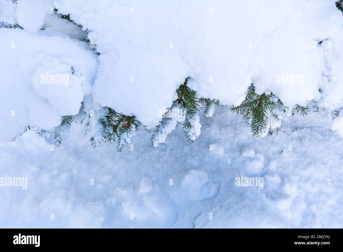 Snow covered spruce tree branch. Close-up photo of Fir-tree branch with ...