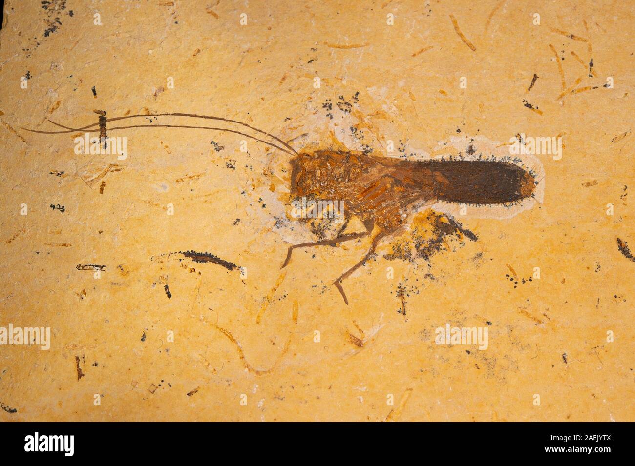 Fossil grasshopper, Cratoelcana zessini, Alcanidae, Orthoptera, Cretaceus, Santana FM, Brazil Stock Photo