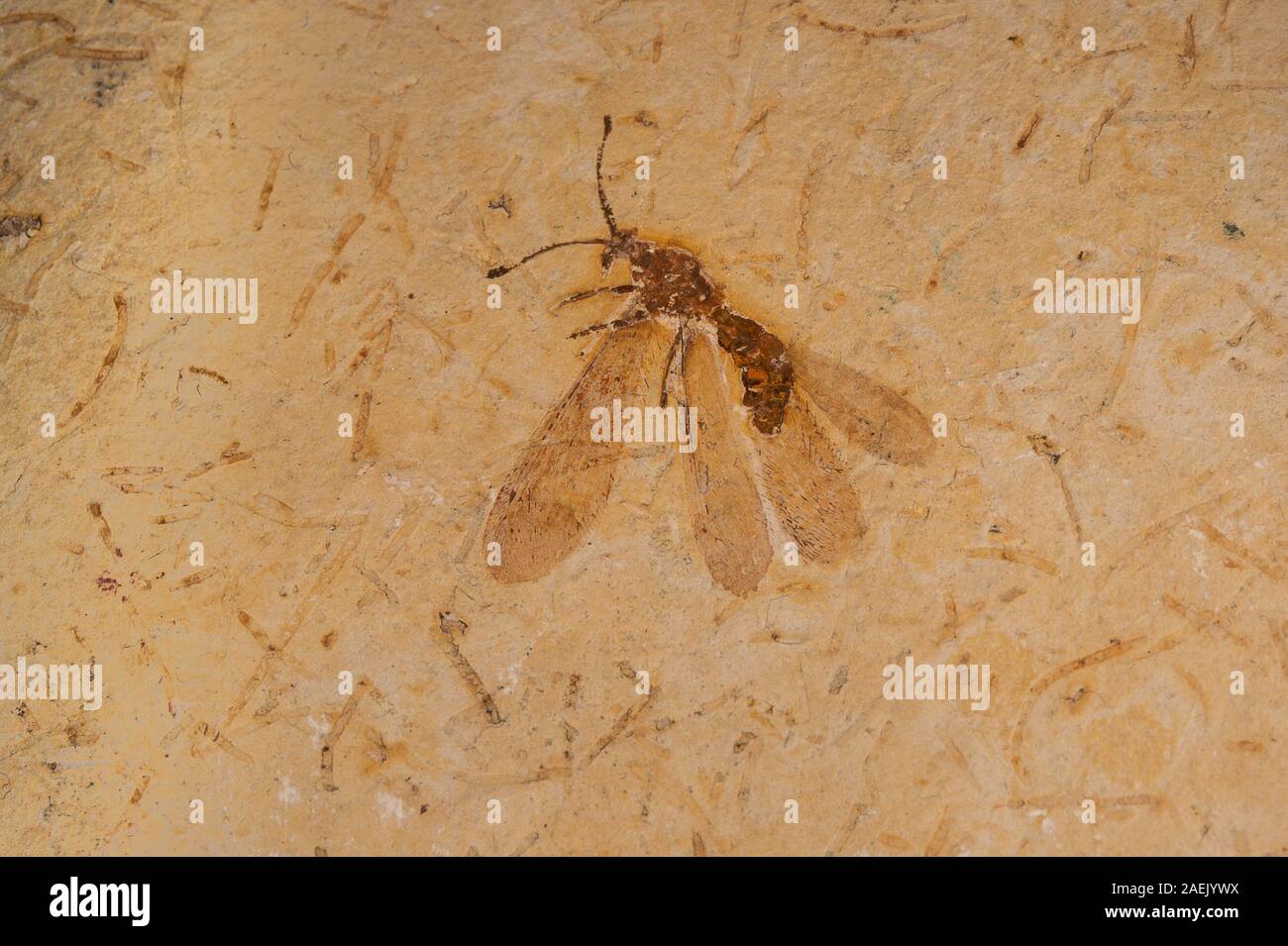Fossil insect, Cratoscalapha sp., Neuroptera, Ascalaphidae, Crato FM, Brazil, Cretaceous Stock Photo