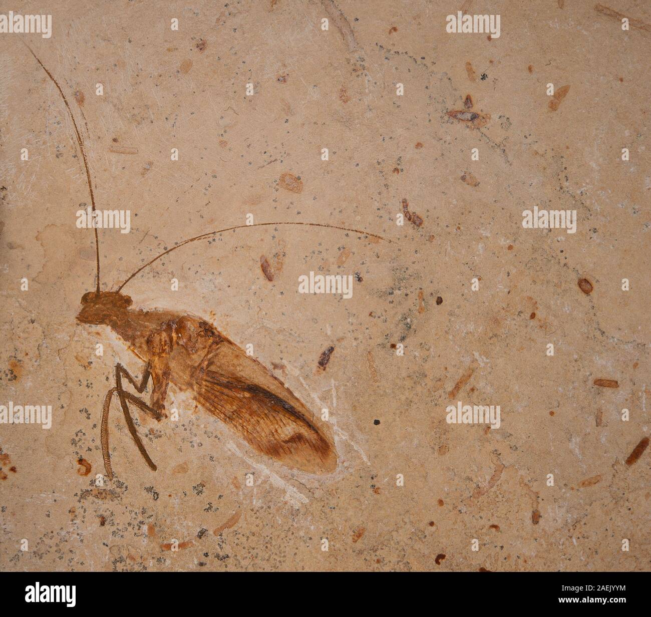 Fossil mantis, Santanmanthis axelrodi, Polyneoptera, Mantodea, Cretaceous, Santana, FM, Brazil Stock Photo