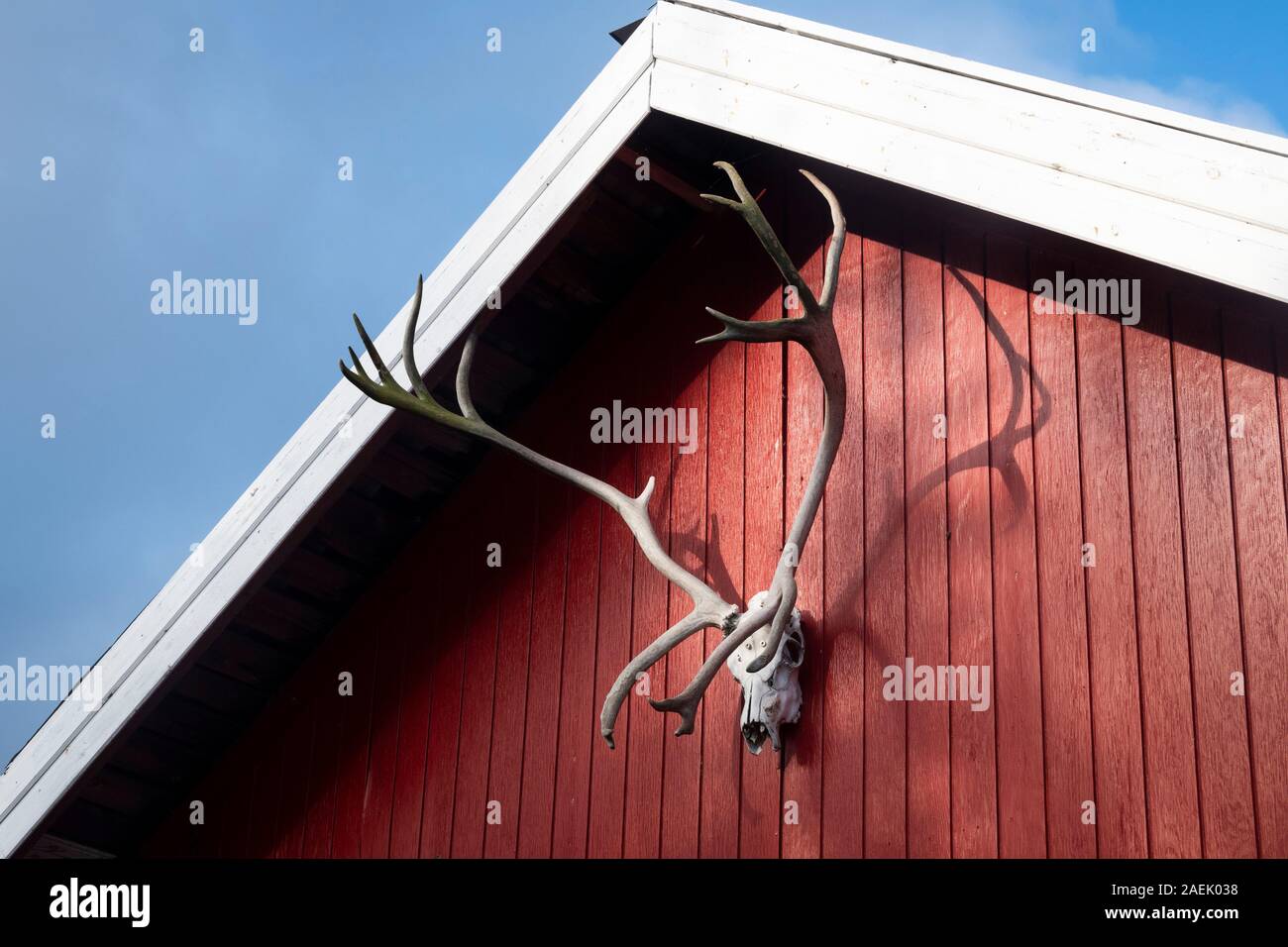 Reindeer antlers mounted on a building, Egilsstaðir, Iceland Stock Photo