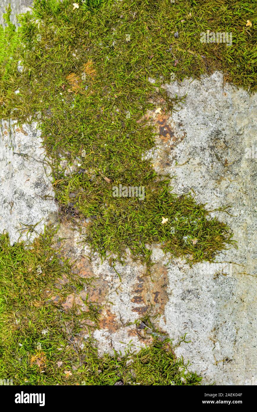 moss on wall on Old Concrete Wall With Moss Texture Of Weathered Concrete Wall Covered With Moss Aged Concrete On Wall Background Stock Photo Alamy