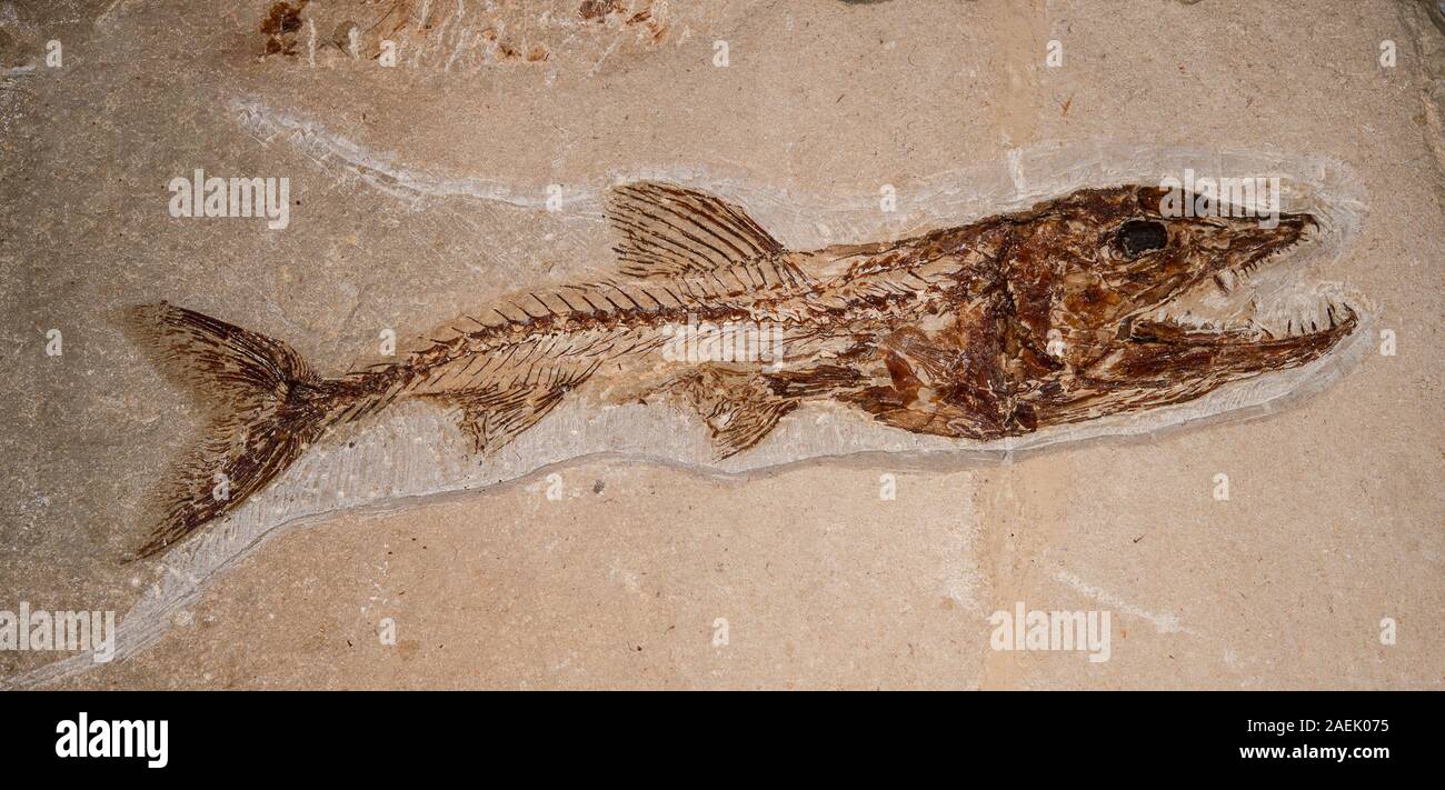 Fossil fish, Leedsichthys lewis, Cretacic, Cenomaniense (Cenomaniano), Lebanon Stock Photo