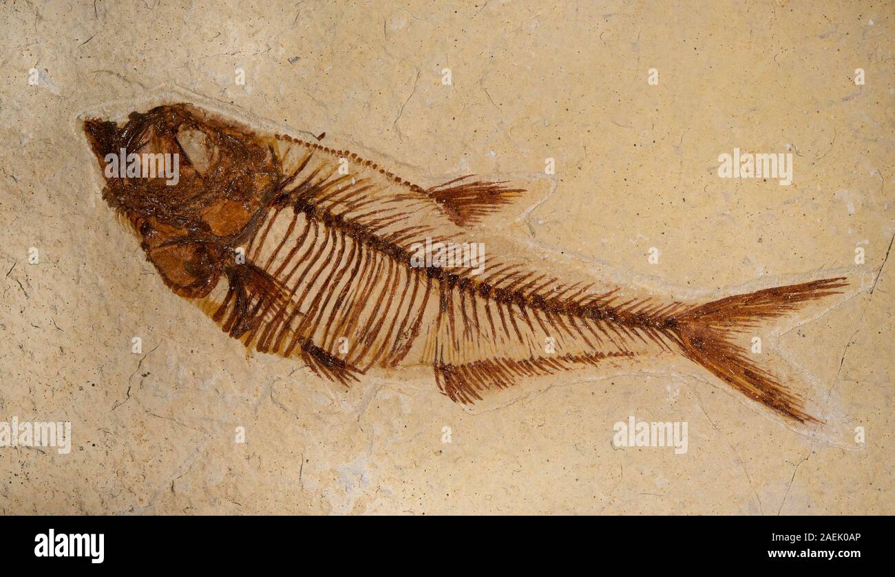 Fossil fish, Knightia eocaena, Eocene, Whyoming, Usa Stock Photo