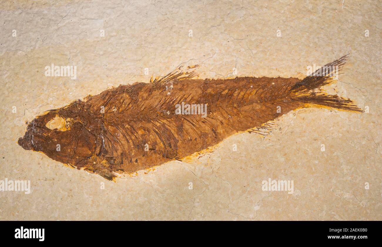 Fossil fish, Knightia sp., Eocene, Whyoming, Usa Stock Photo