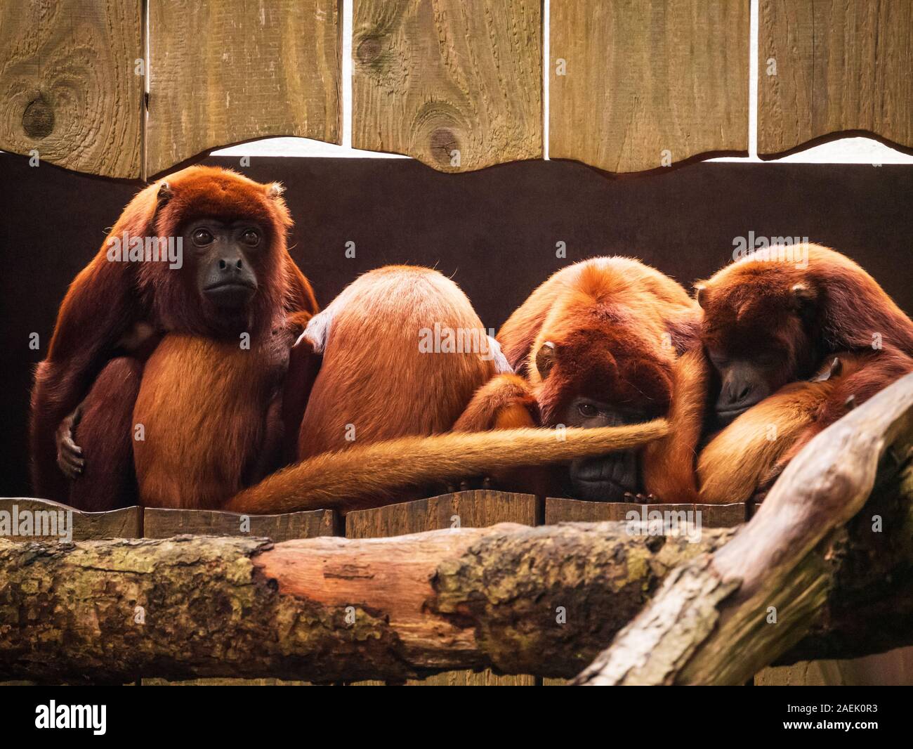 Howilers A group of Colombian red howlers sitting together at the Apenheul in ...
