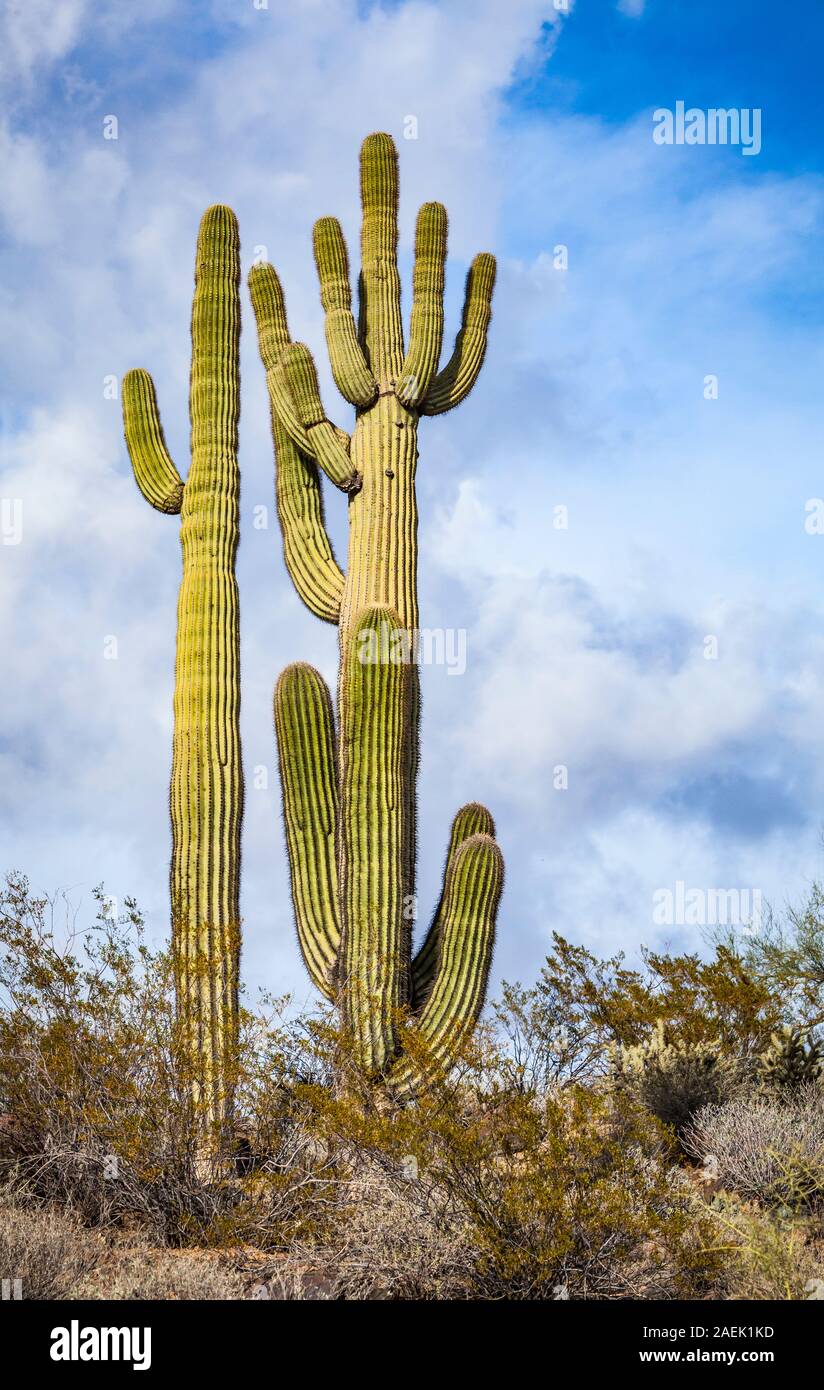 Saguaro cacti in the Apache Wash area of the North Phoenix Sonoran