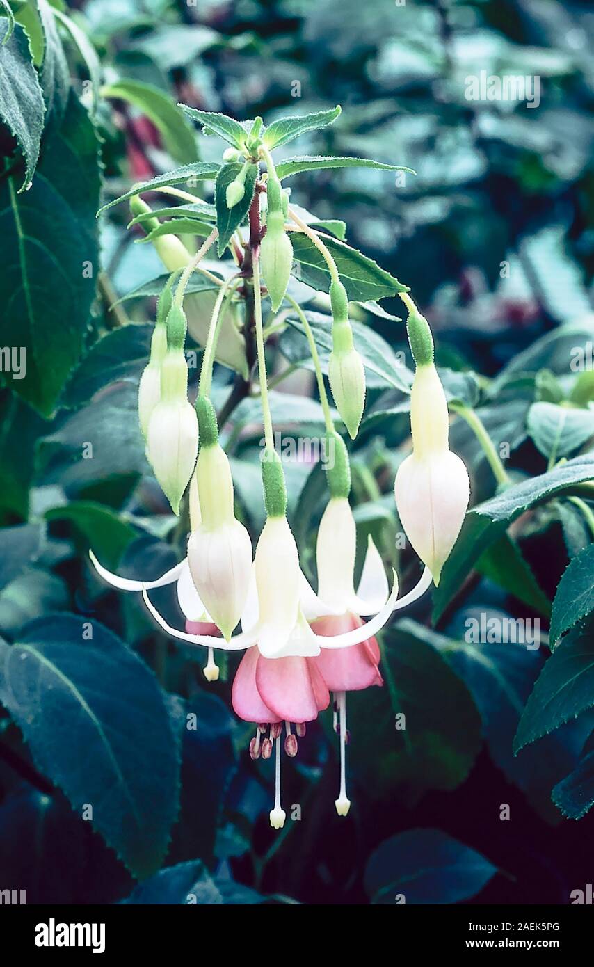 Fuchsia Other Fellow is a deciduous bush fuchsia that flowers in summer  Ideal in full sun or partial shade and is half hardy  Good for containers etc Stock Photo
