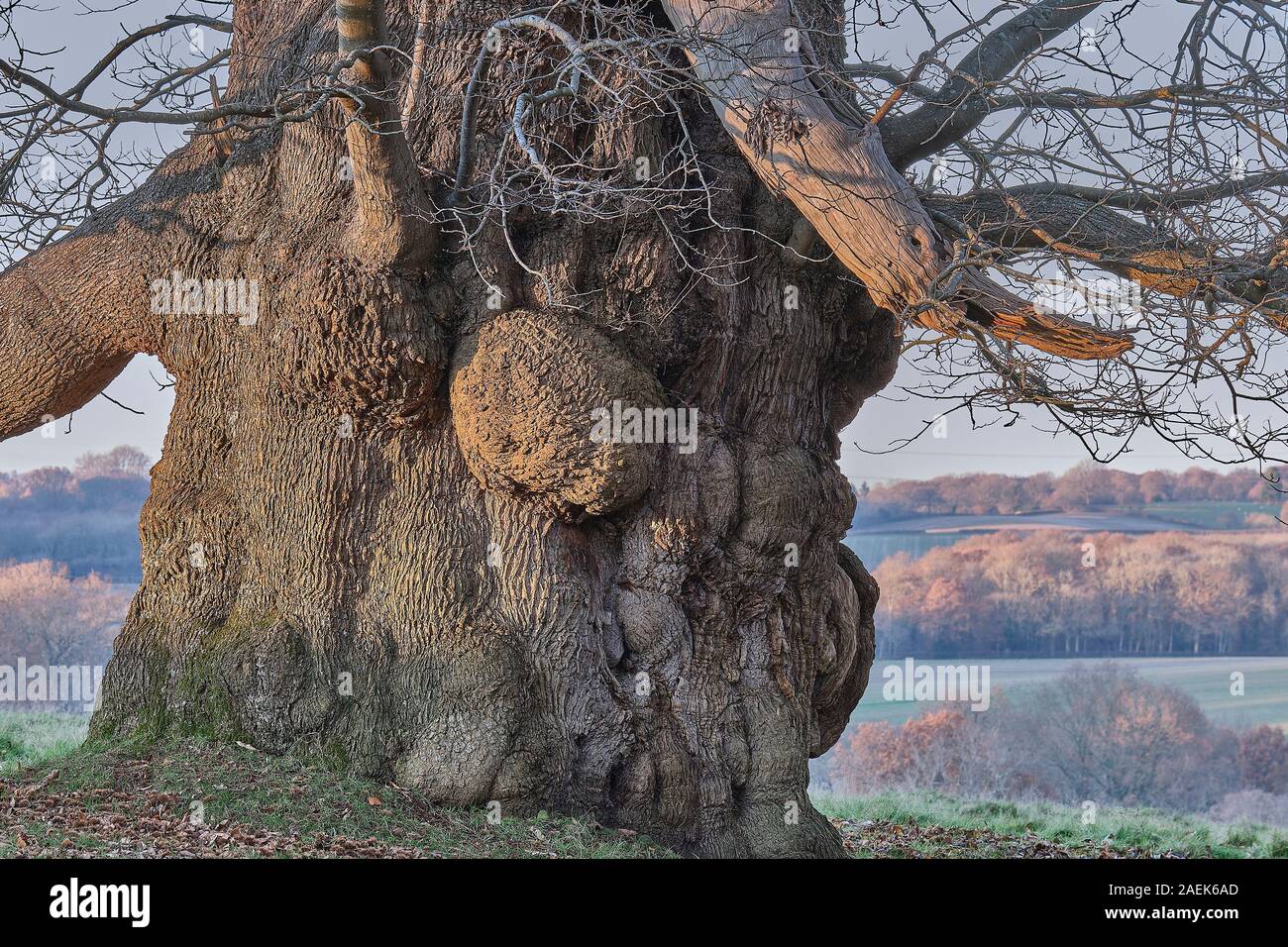 Trunk of an ancient oak at Petworth Park, Sussex Stock Photo