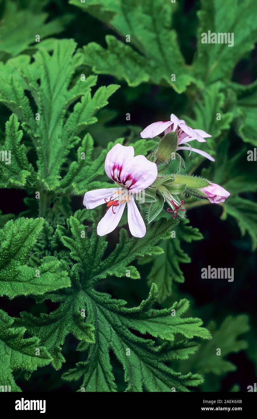 Pelargonium Graveolens of Gardens (Rose Geranium) (Sweet Scented