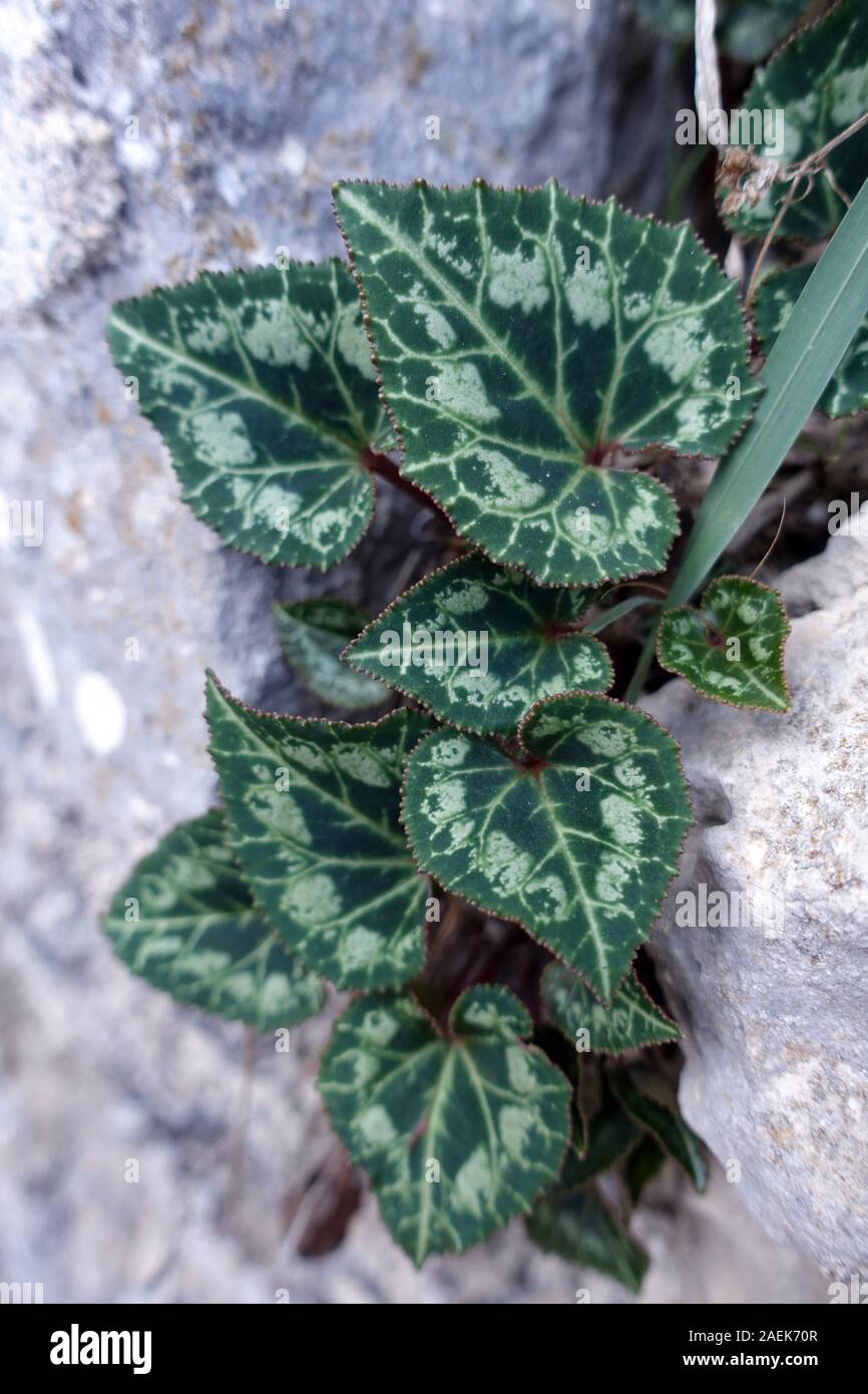 Blätter von Alpenveilchen, vermutlich Cyclamen graecum ssp. anatolicum, Kantara, Türkische Republik Nordzypern Stock Photo