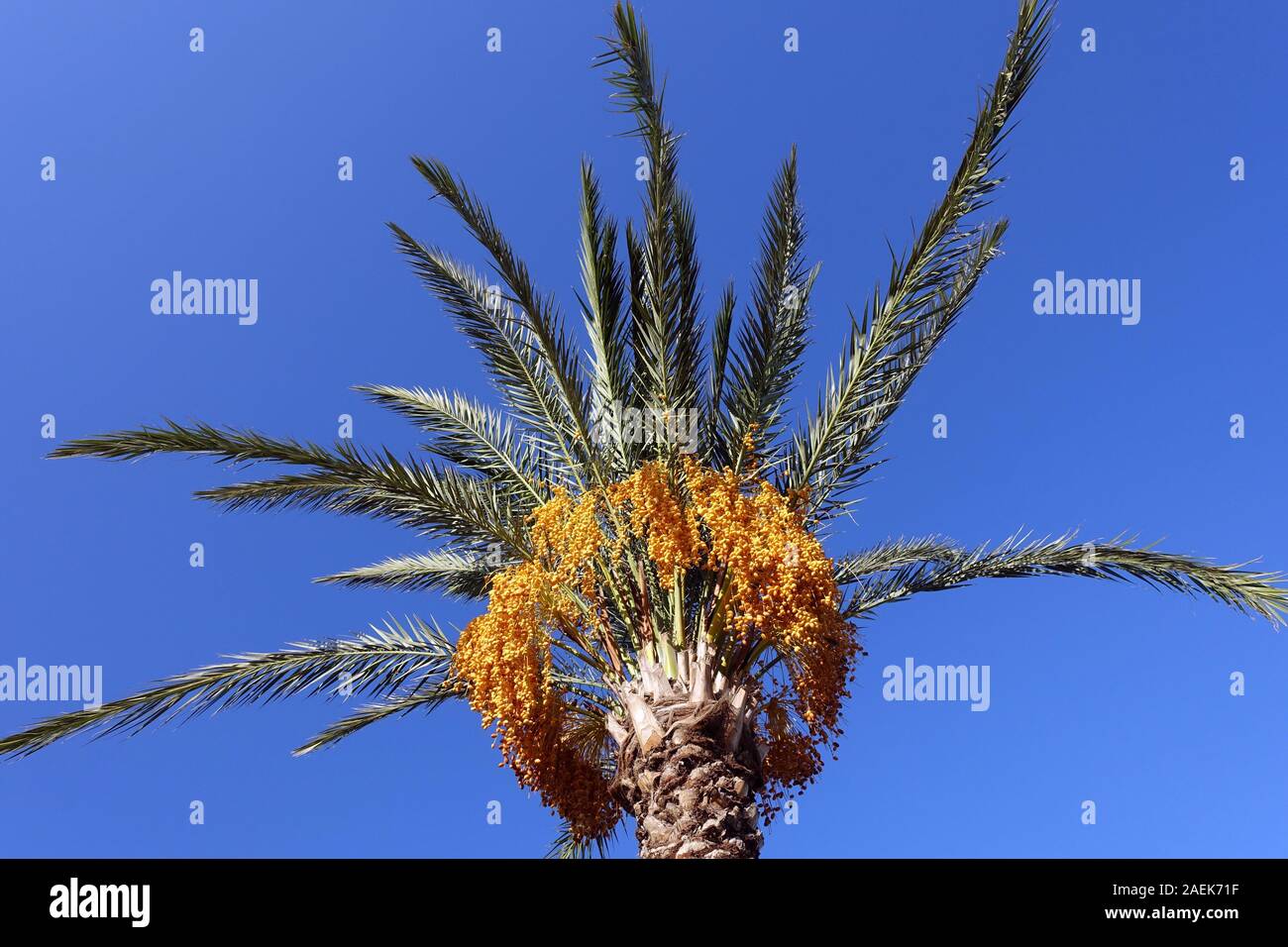 Baumkrone einer Dattelpalme mit leuchtend gelben Früchten, Bafra, Türkische Republik Nordzypern Stock Photo
