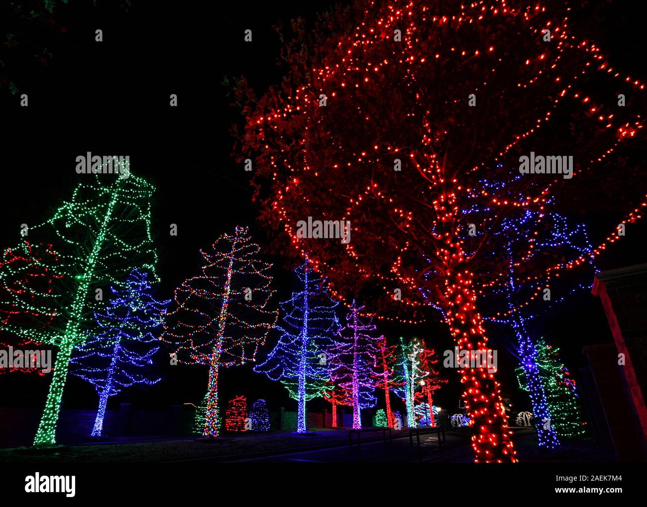 A group of trees with colorful holiday lights at night. Stock Photo