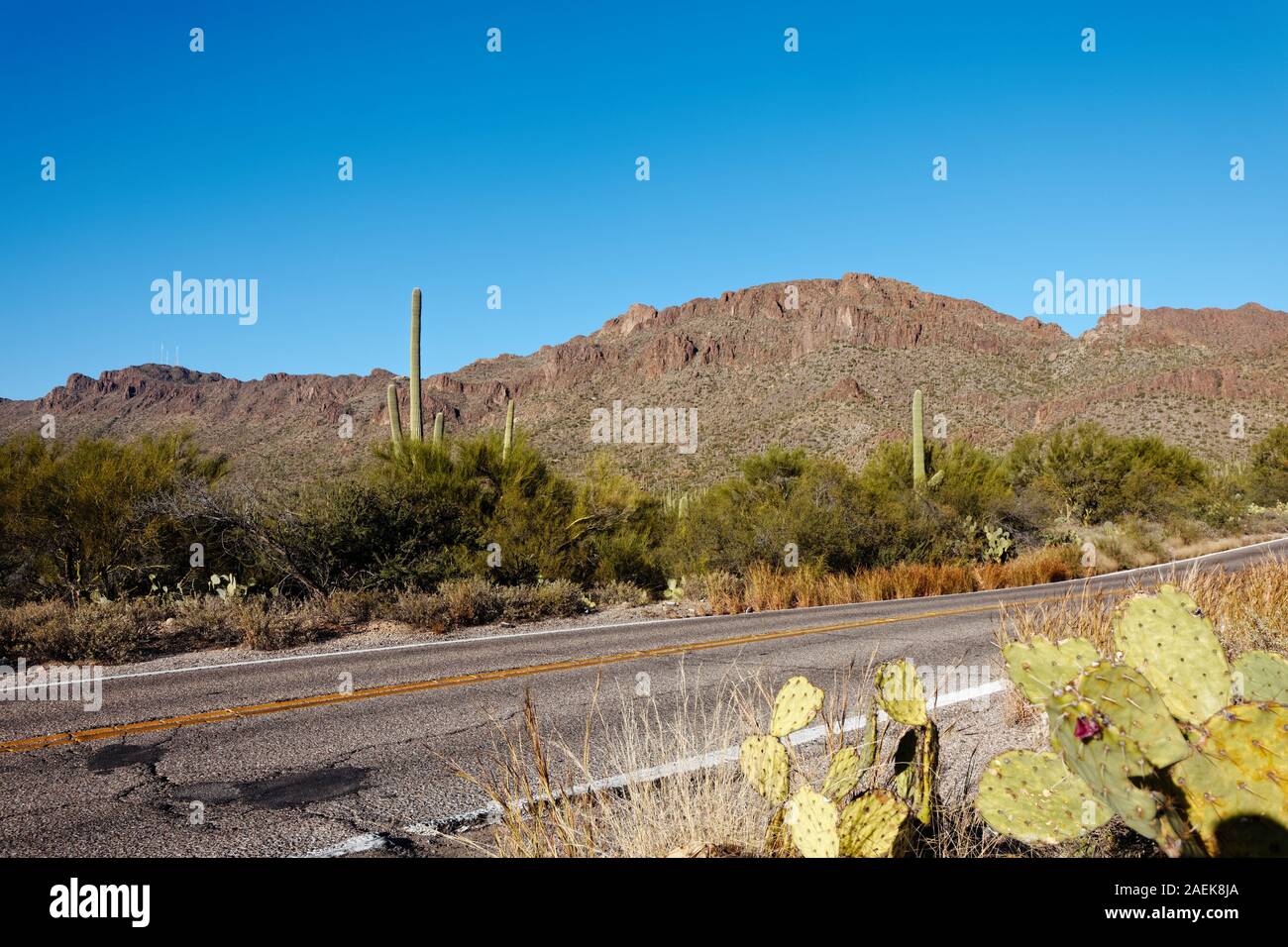 Cracked desert road in Southern Arizona with cacti. Stock Photo