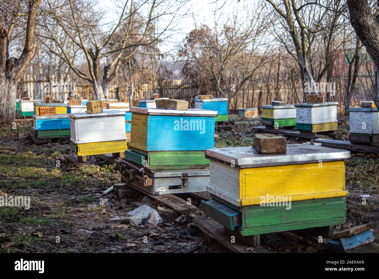 Preparing bees for wintering. Hives on apiary in December in Europe ...