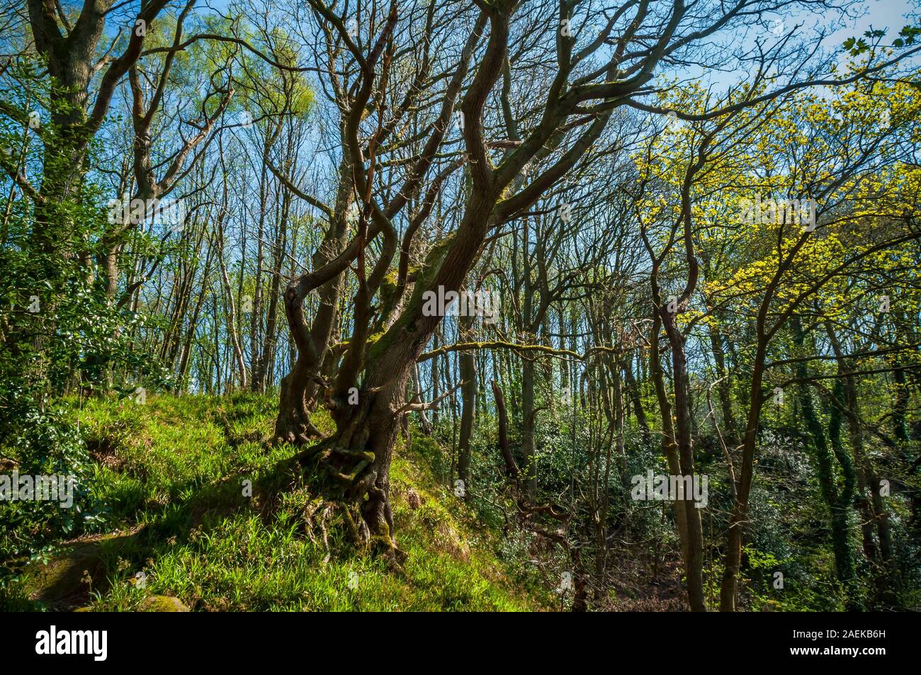 Overhanging tree in the Rivelin Valley, near Sheffield Stock Photo