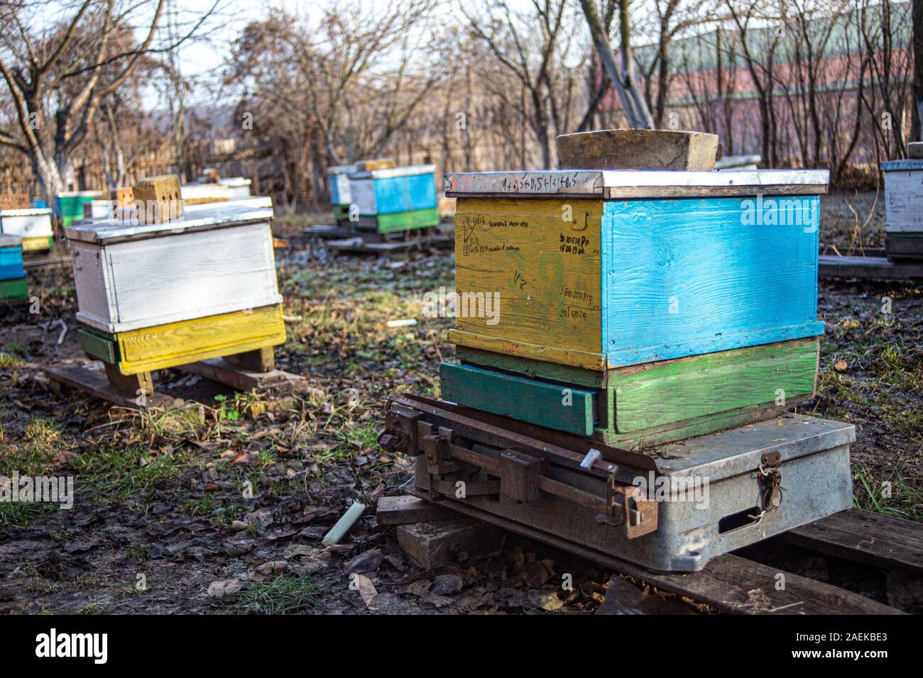 Standing on scales of a control hive with family of honeybees ...