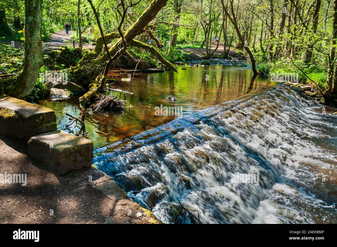 Old weir for a mill in the Rivelin Valley, near Sheffield Stock Photo