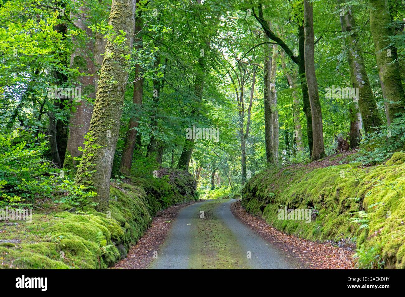 Mossy road in Snowdonia National Park Stock Photo