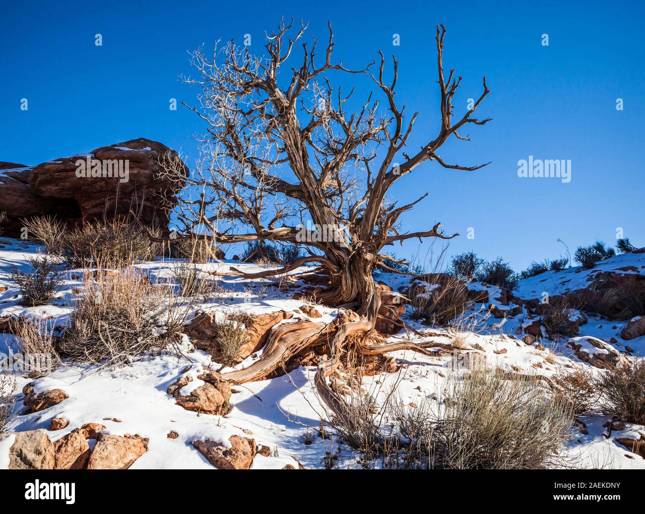 An old dead Juniper tree in Arches National Park, Utah, USA. Stock Photo