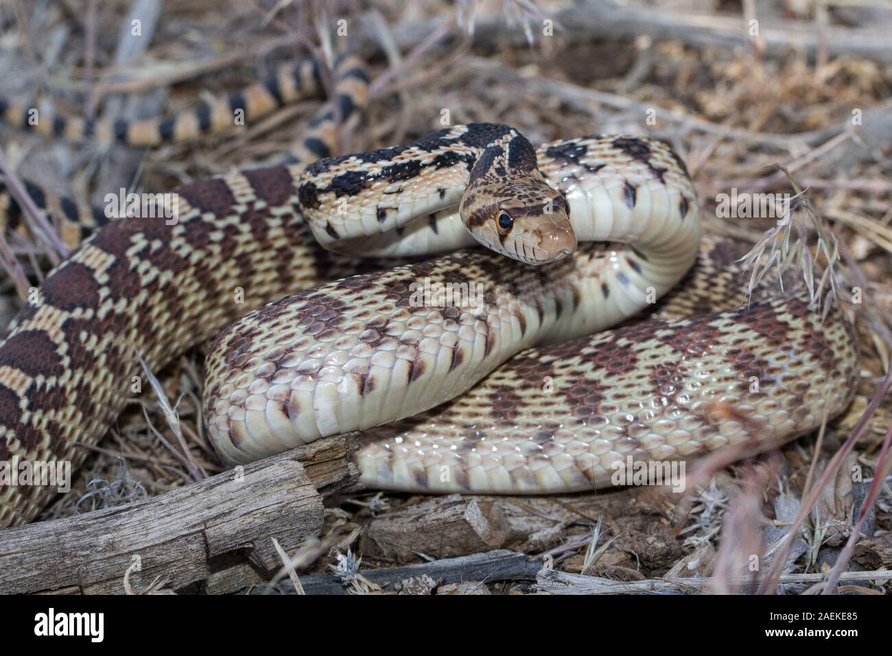 Great Basin Gopher Snake Stock Photo Alamy