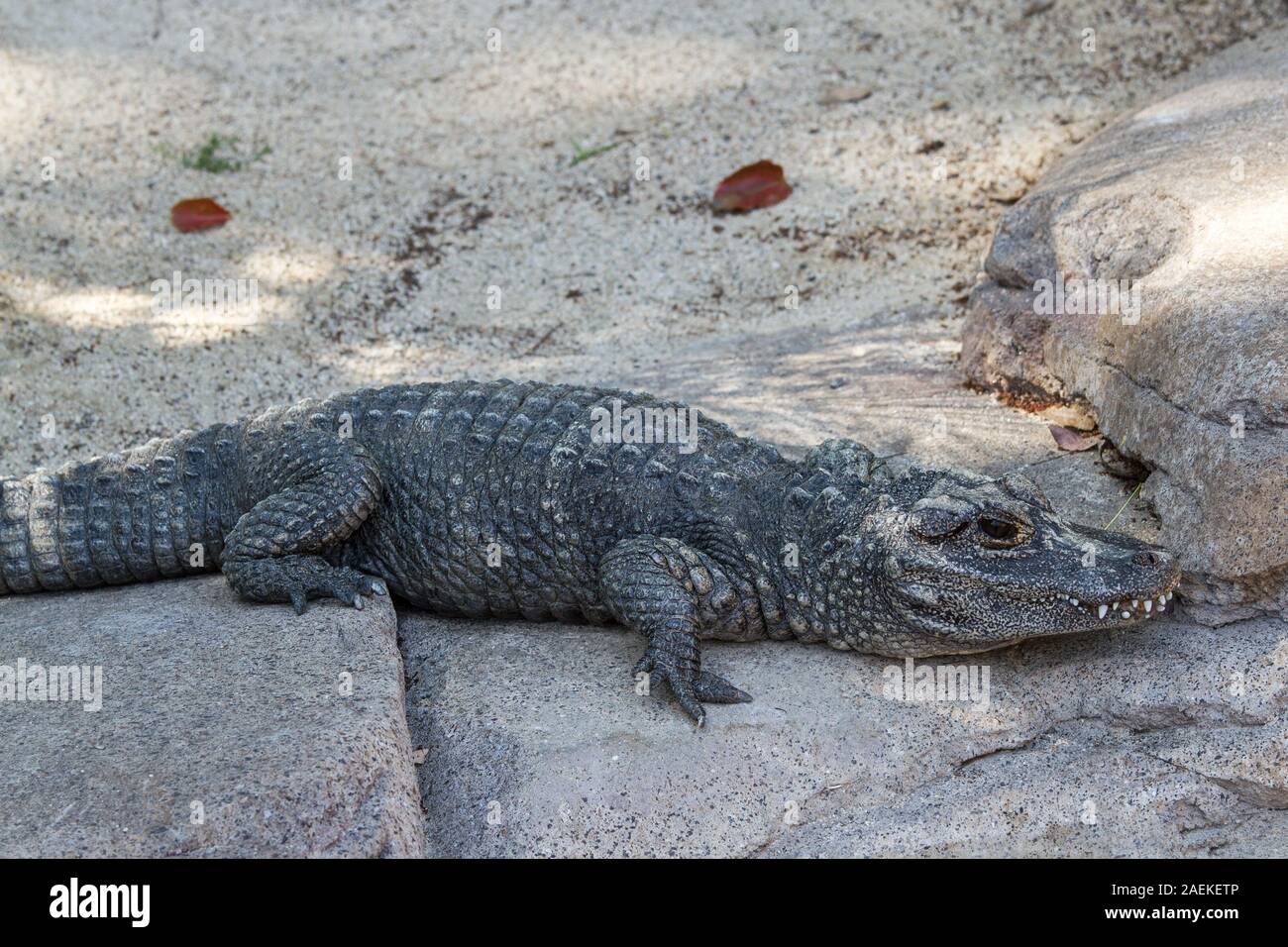 Captive Chinese Alligator Stock Photo