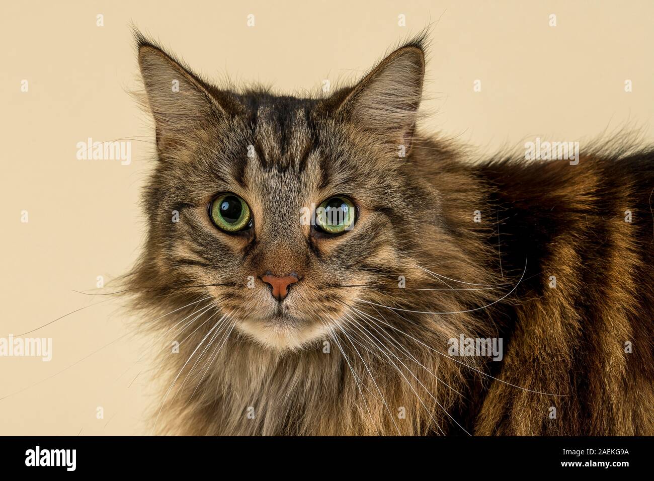 Austrian Forest Cat