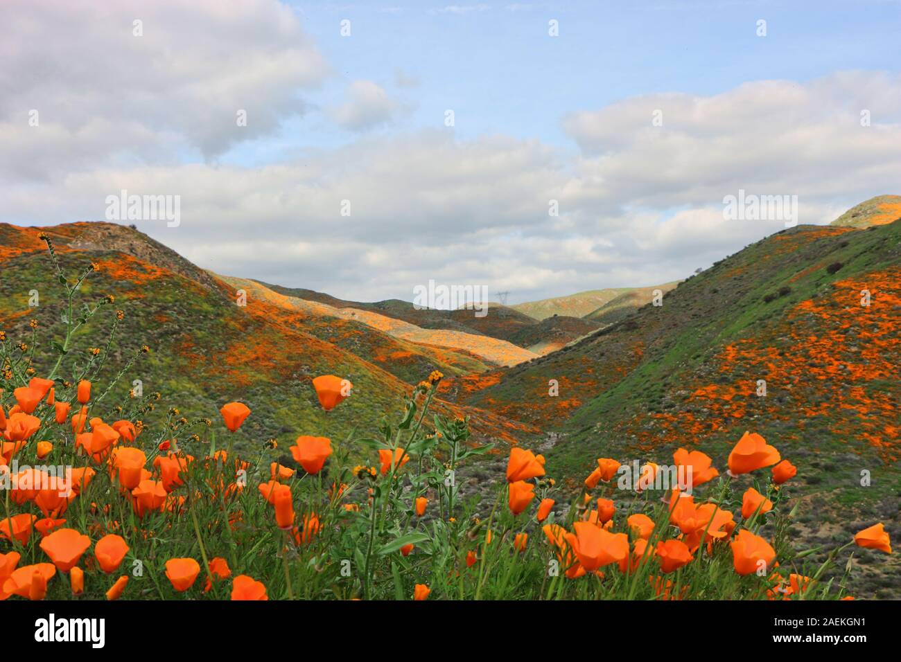 Super bloom of California wild poppy flowers in the Lake Mathews Estelle Mountain Reserve, CA, USA, March 2019 Stock Photo