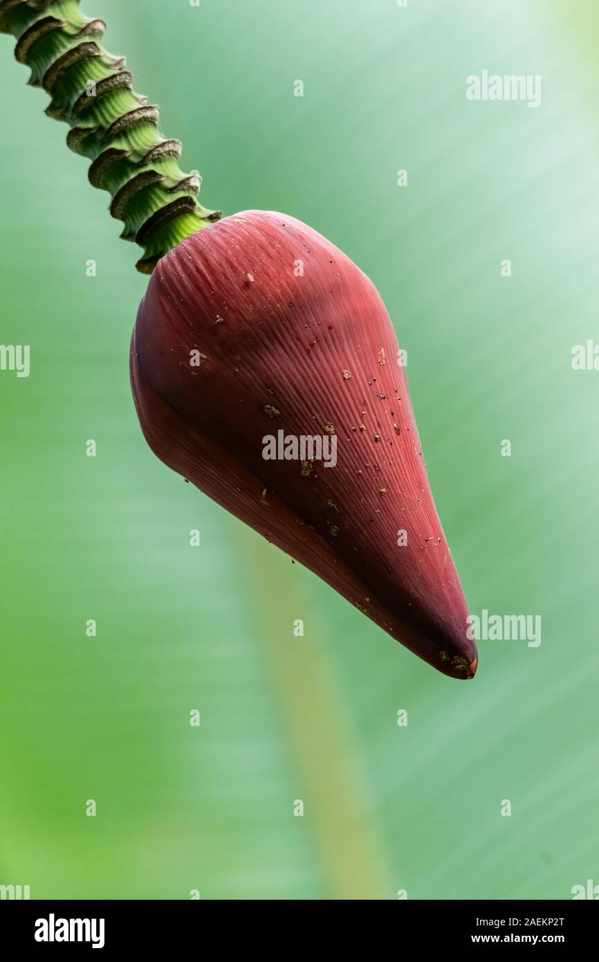 Young Banana flower bud hanging down from its tree with blur banana leaf in background Stock Photo