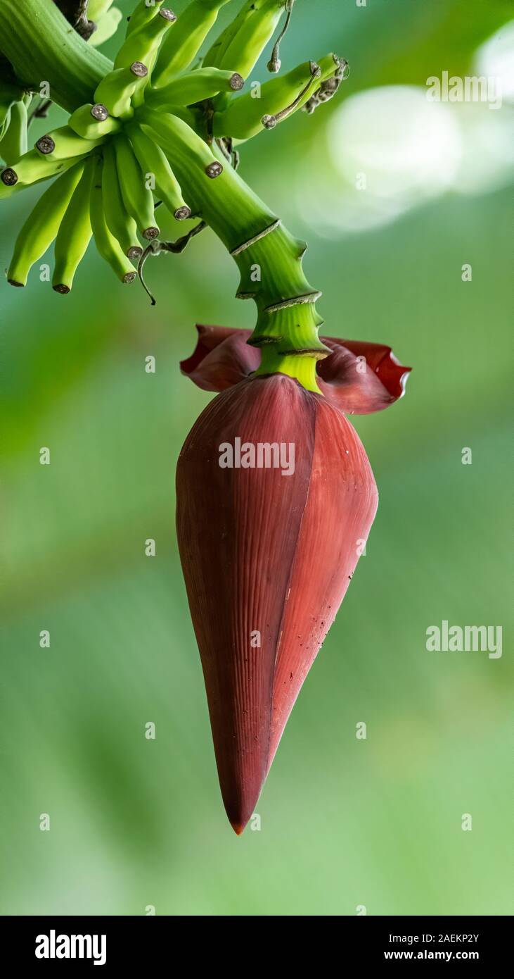 Banana flower bud hanging down from its tree with modified leaf open Stock Photo