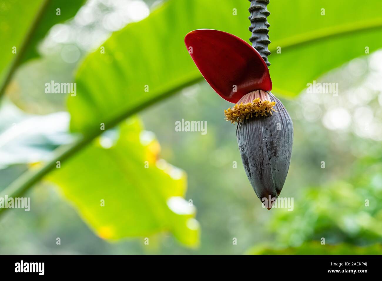 Banana flower bud hanging down from its tree with modified leaf open Stock Photo Alamy