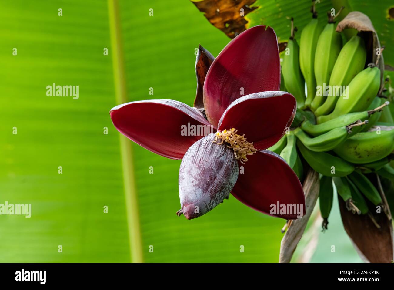 Banana flower bud hanging down from its tree with modified leaf open Stock Photo