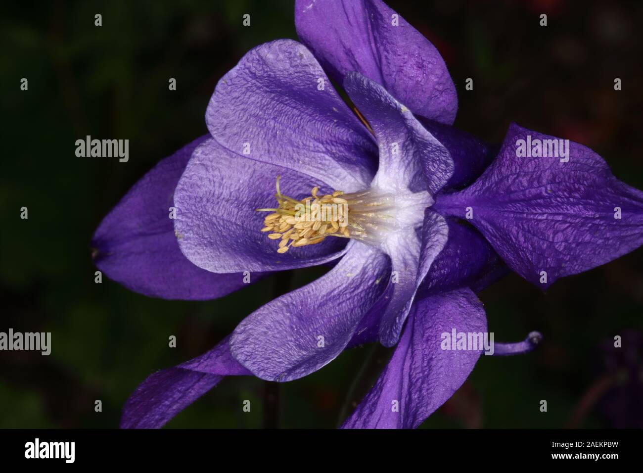 Aquilegia caerulea or Rocky Mountain Columbine is planted for its beautiful blue and white flowers. Stock Photo