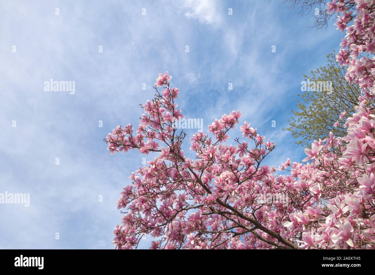 Spring day tree brances with pink flower blooms blue sky and clouds Stock Photo