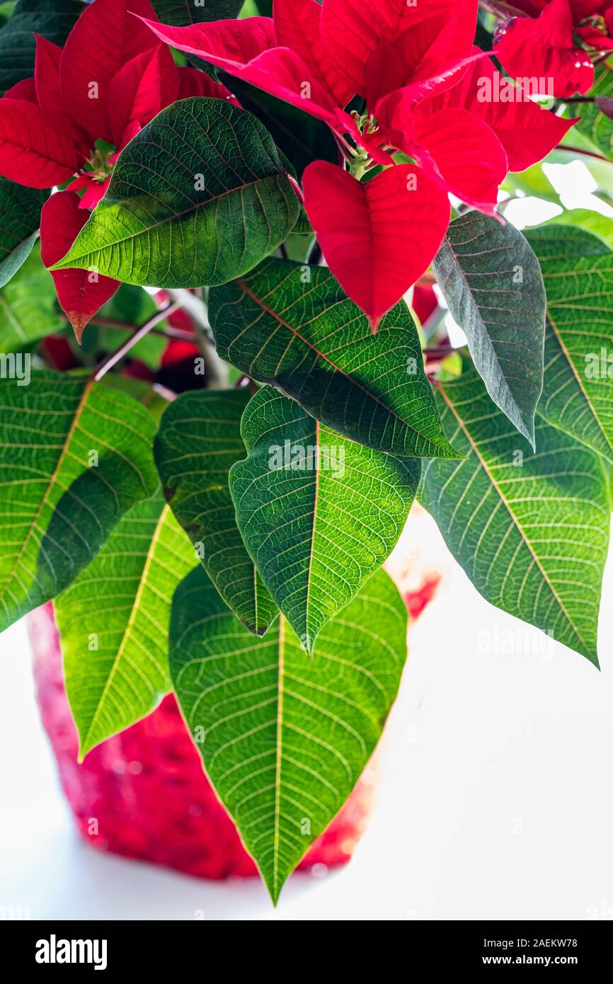 A close up view of a poinsettia plant in a red pot against a bright sunny window with the leaves backlit from the sun. Stock Photo