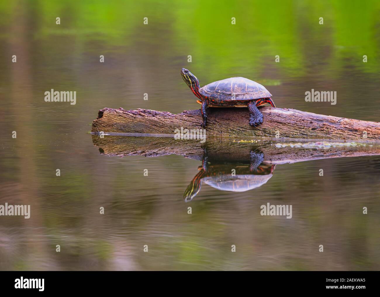 Painted turtle on log hires stock photography and images Alamy