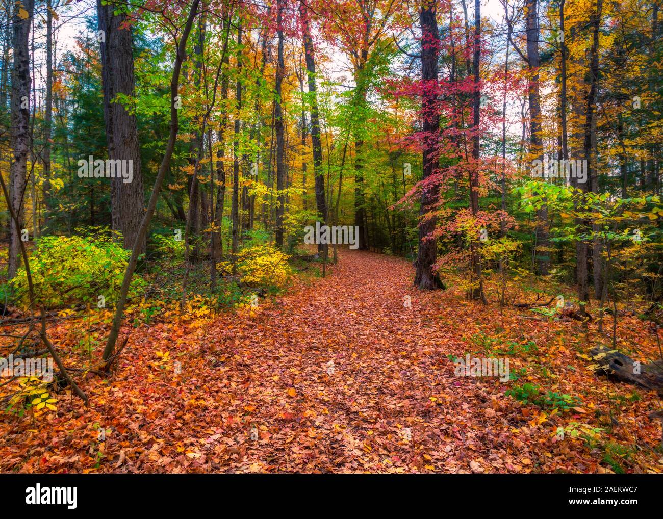 Path strewn with autumn leaves hi-res stock photography and images - Alamy